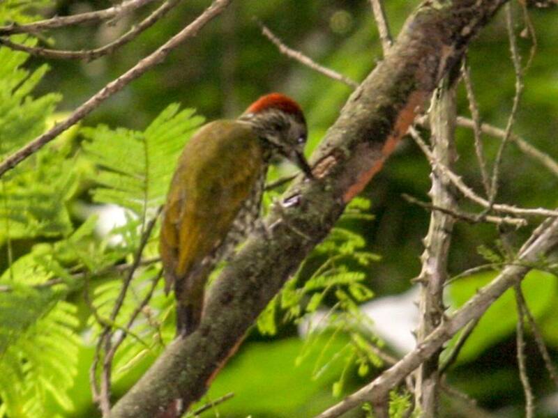 Gabon Woodpecker, 照片 3