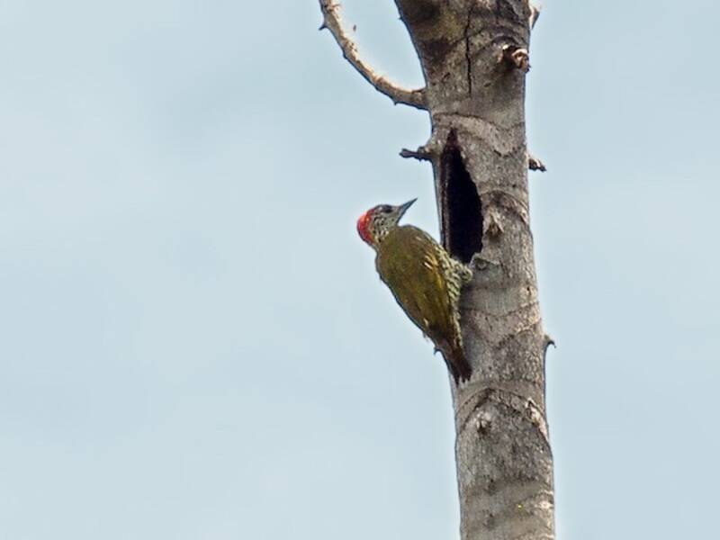 Gabon Woodpecker, 照片 2