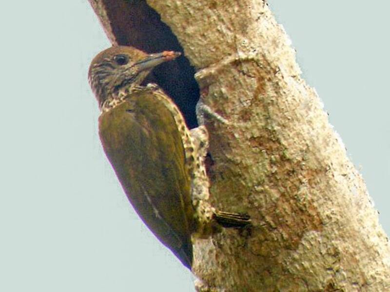 Gabon Woodpecker