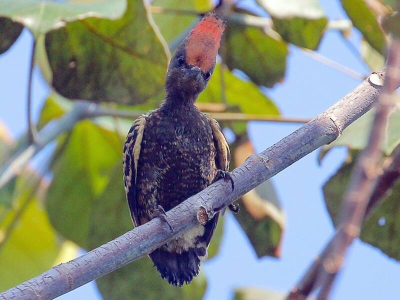 Carpintero Gris y Leonado, Fotos 3