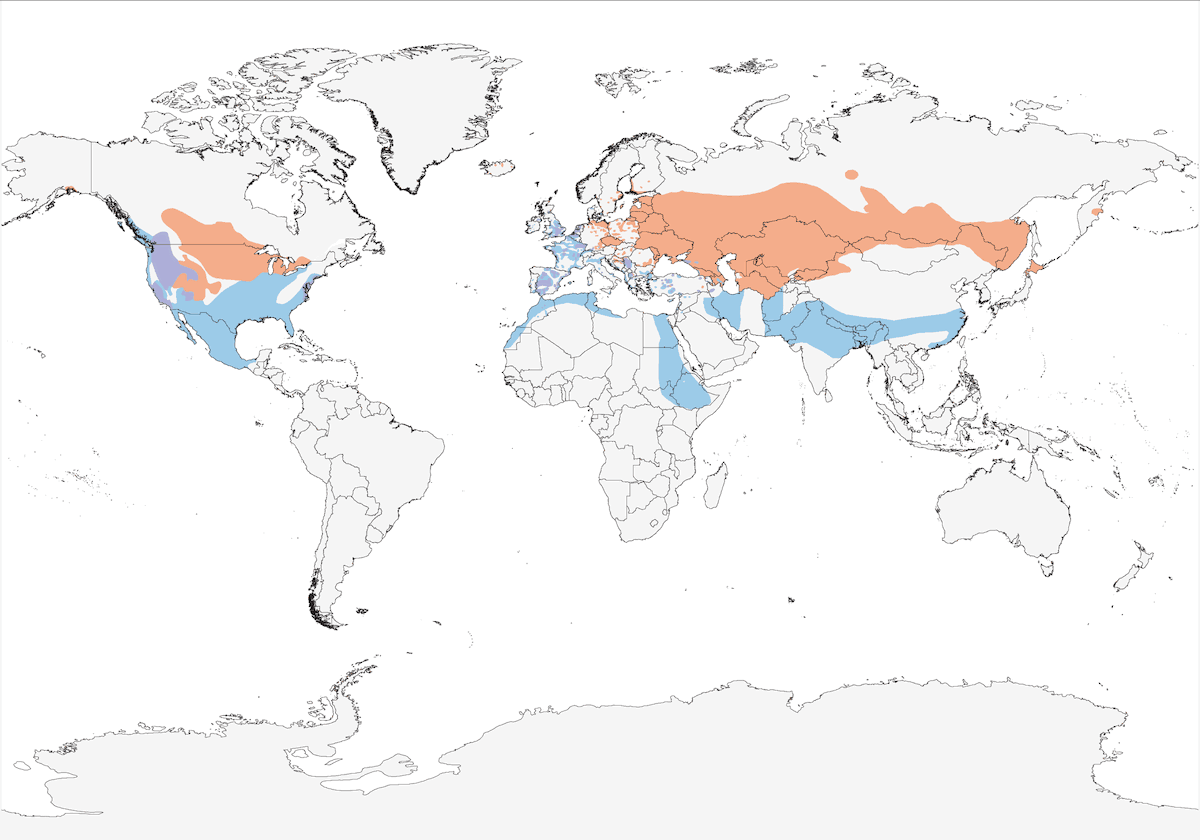 Gadwall, Distribution 1