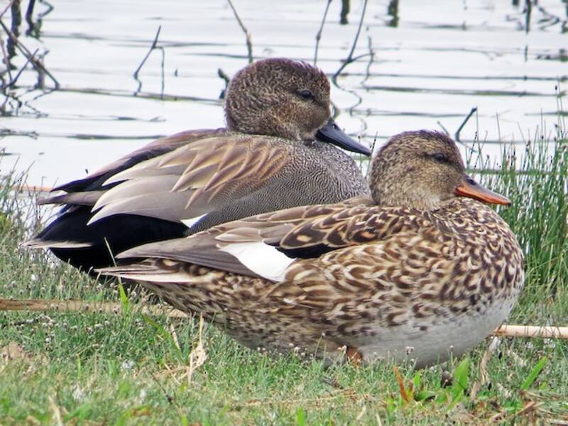 Gadwall, Photos 4