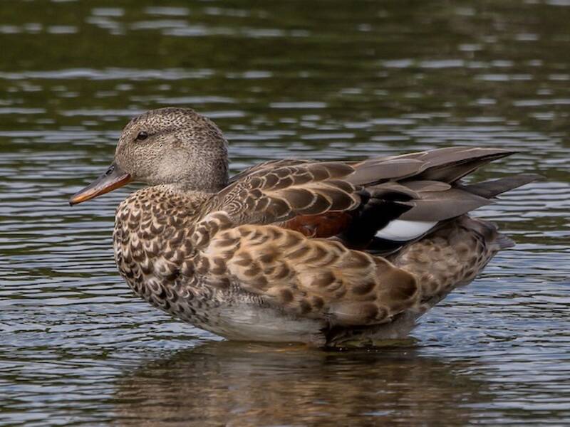 Gadwall, Photos 3