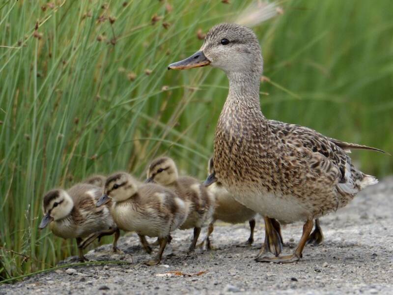 Gadwall, Photos 1