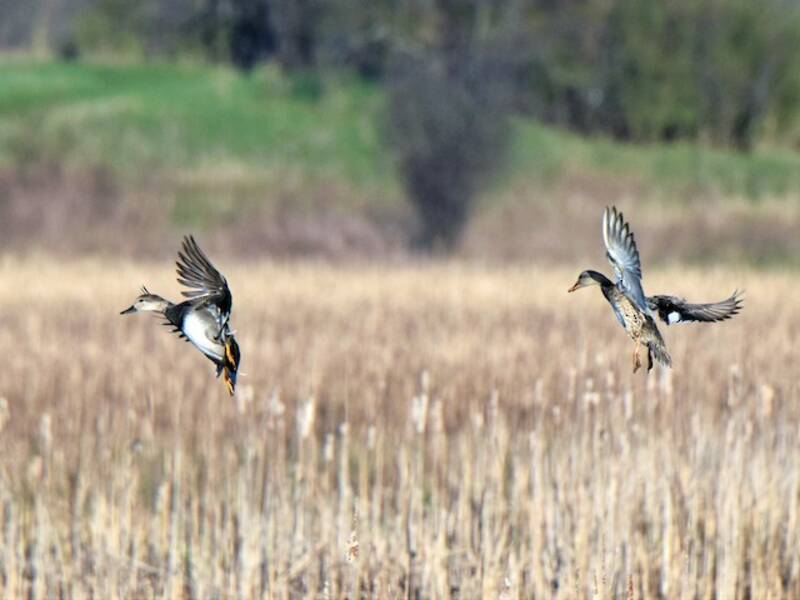 Gadwall, Photos 2