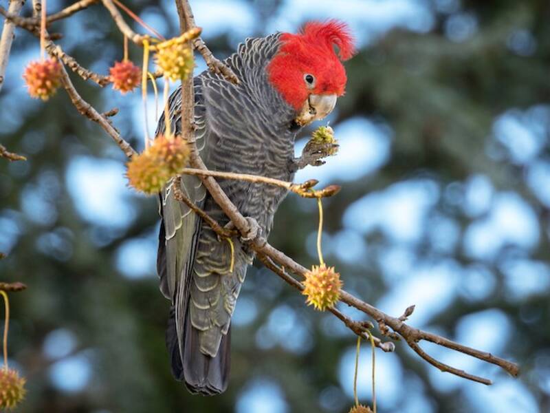 Gang-gang Cockatoo, 照片 2