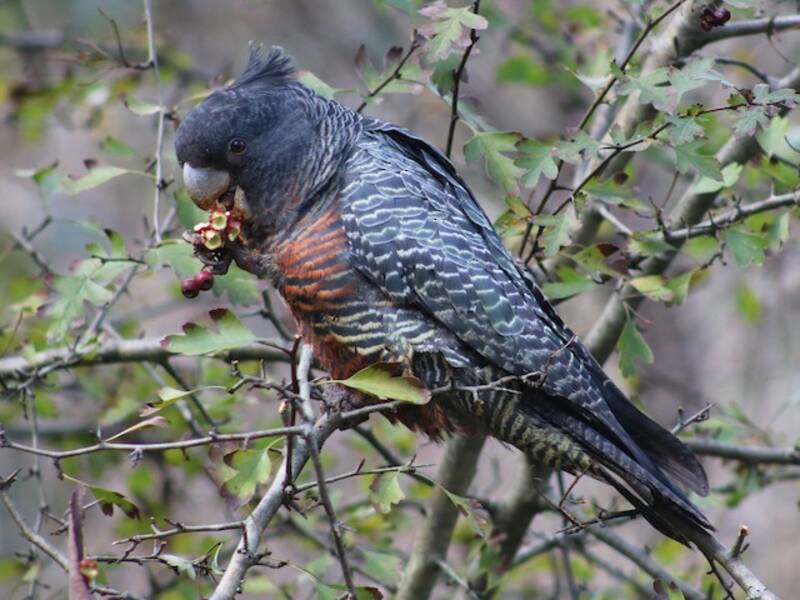 Gang-gang Cockatoo, 照片 4