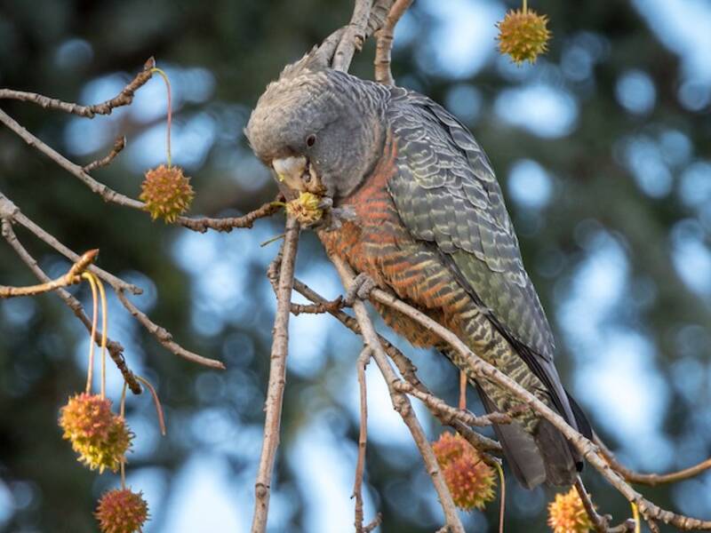 Gang-gang Cockatoo, 照片 3