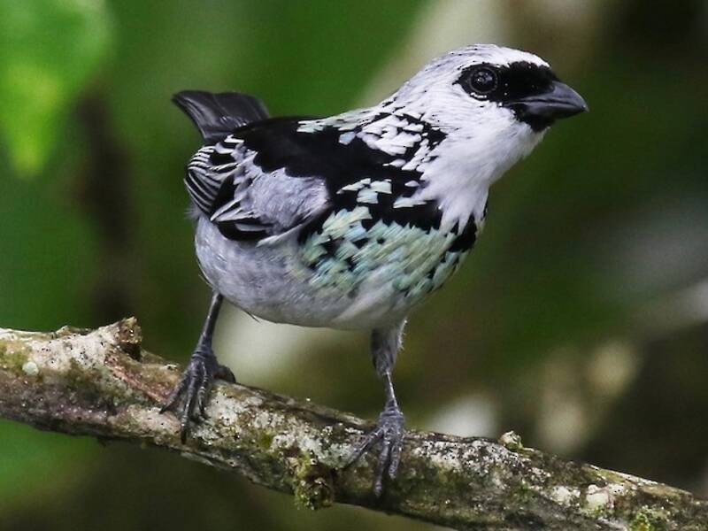 Gray-and-gold Tanager, Photos 2