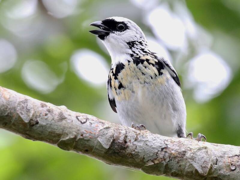 Gray-and-gold Tanager, Photos 3