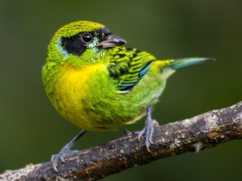 Green-and-gold Tanager