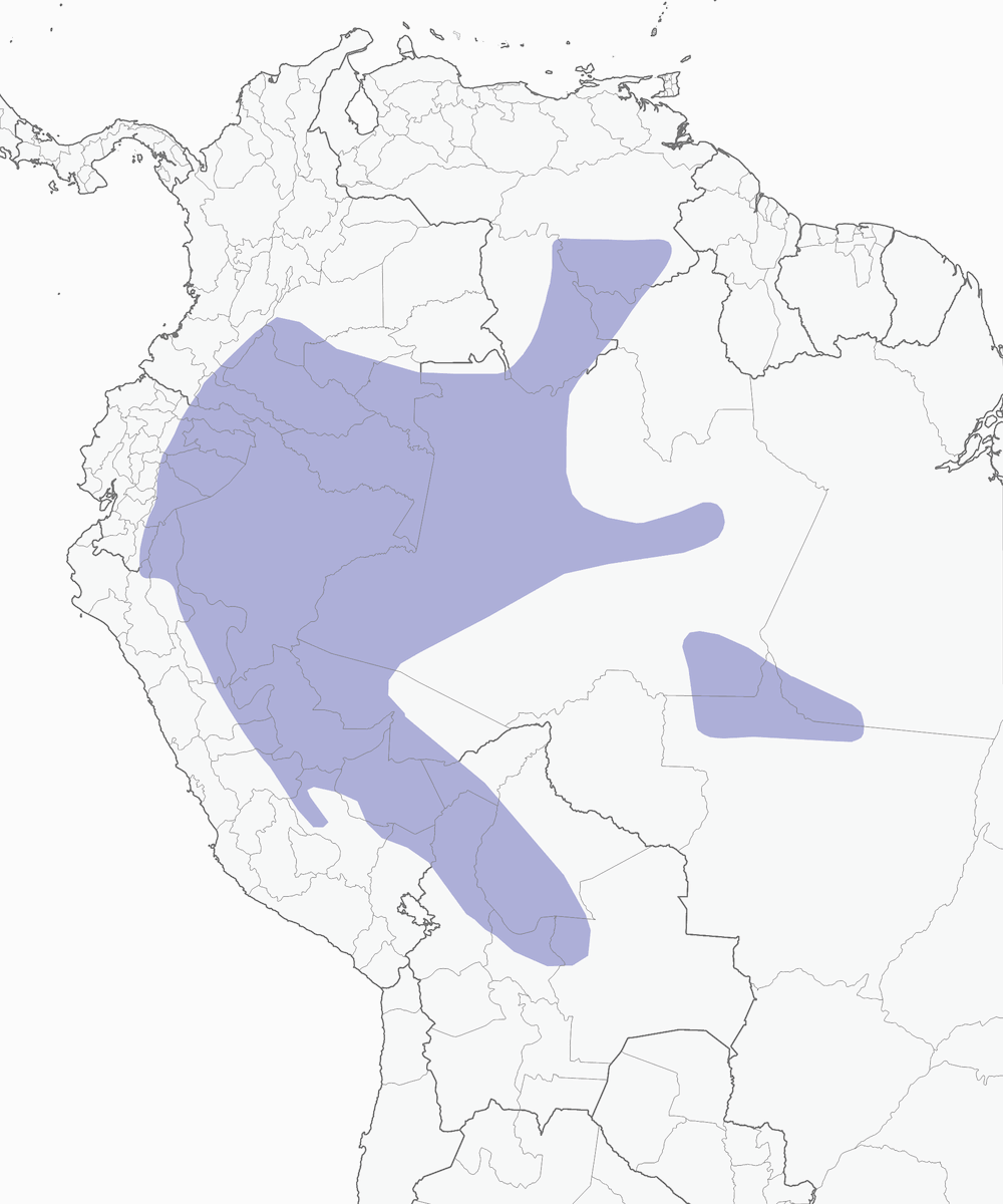 Tanagra verde e oro, Distribuzione 1