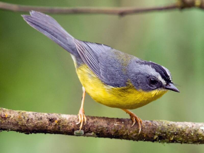 Grau-Gold-Waldsänger, Fotos 2