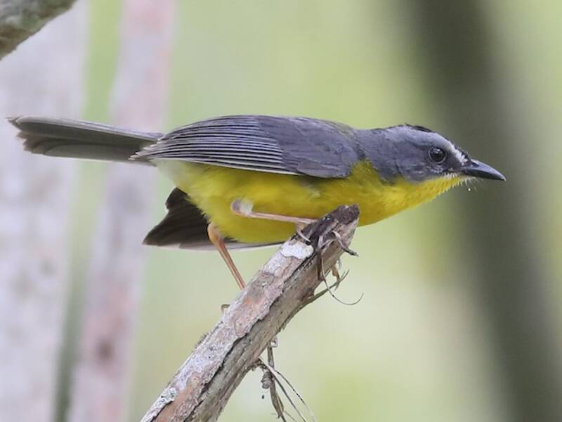 Grau-Gold-Waldsänger, Fotos 3