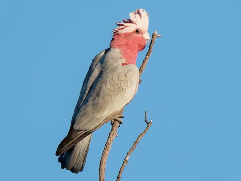 Galah, Photos 2