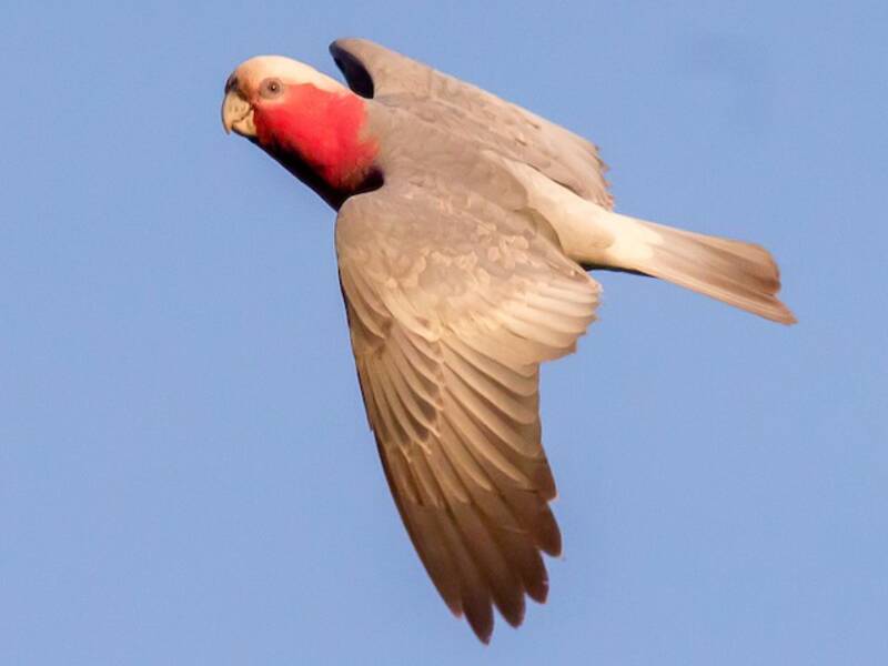 Galah, Photos 3