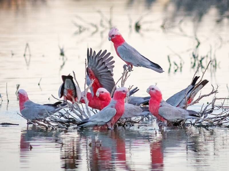 Galah, Photos 4