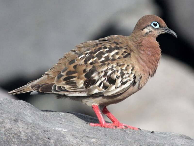 Galapagostaube, Fotos 2