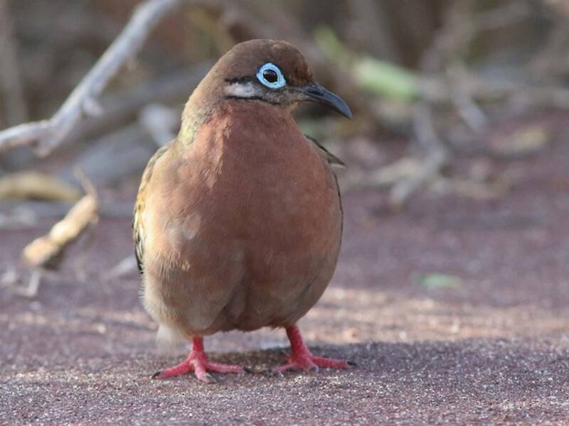 Tórtola de Galápagos