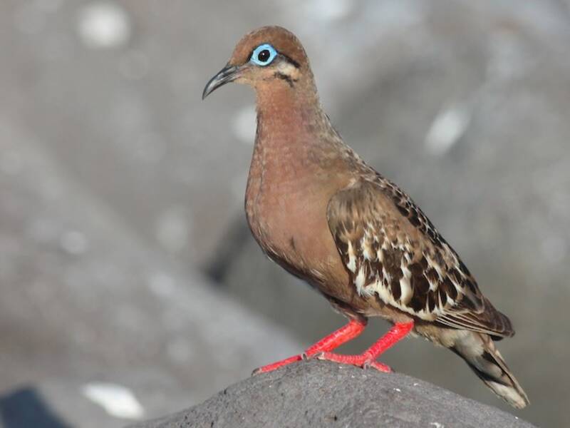 Galapagostaube, Fotos 3