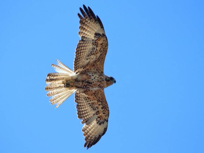 Galapagos Hawk, 照片 4