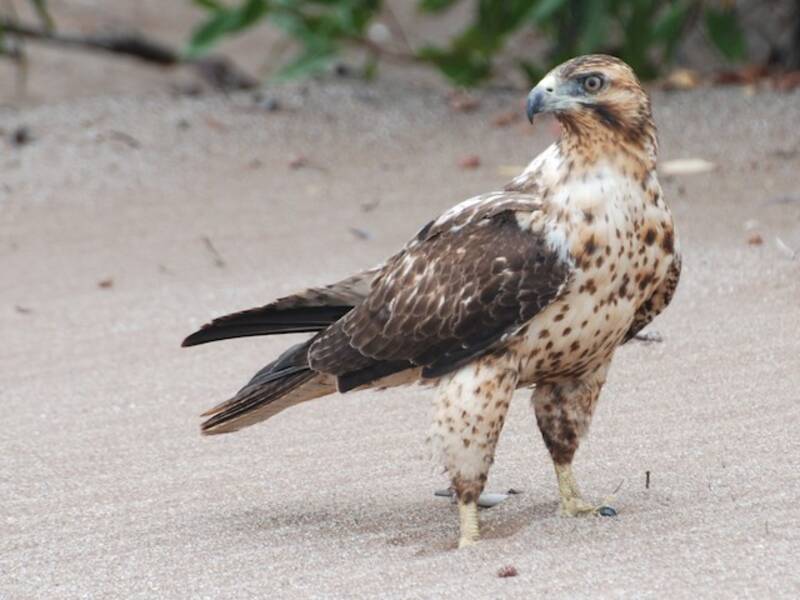 Galapagos Hawk, 照片 2