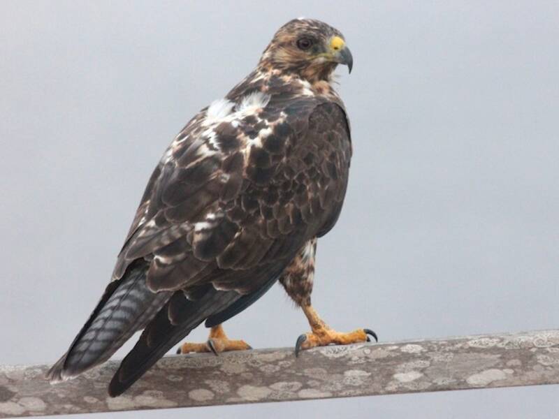 Galapagos Hawk, 照片 3