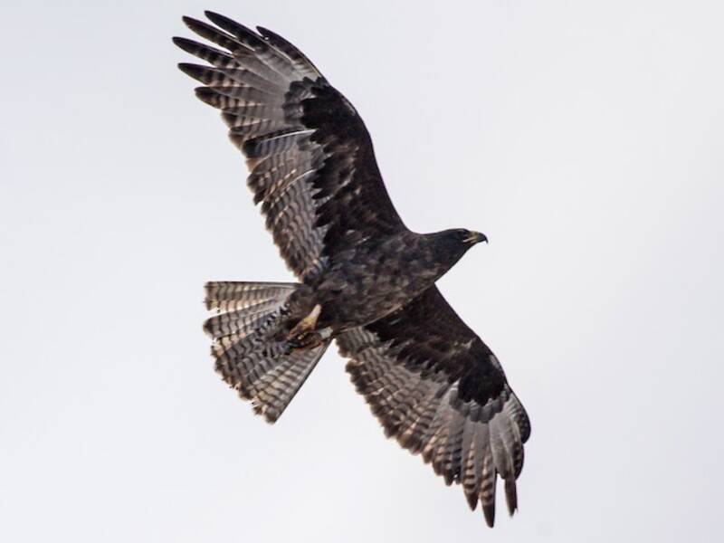 Galapagosbussard