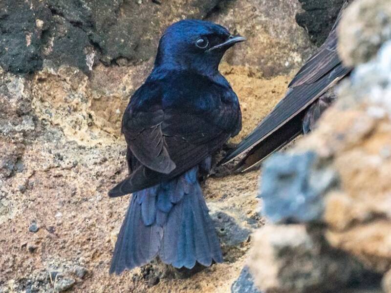 Hirondelle des Galápagos, Photos 4
