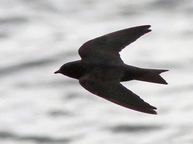 Hirondelle des Galápagos, Photos 2