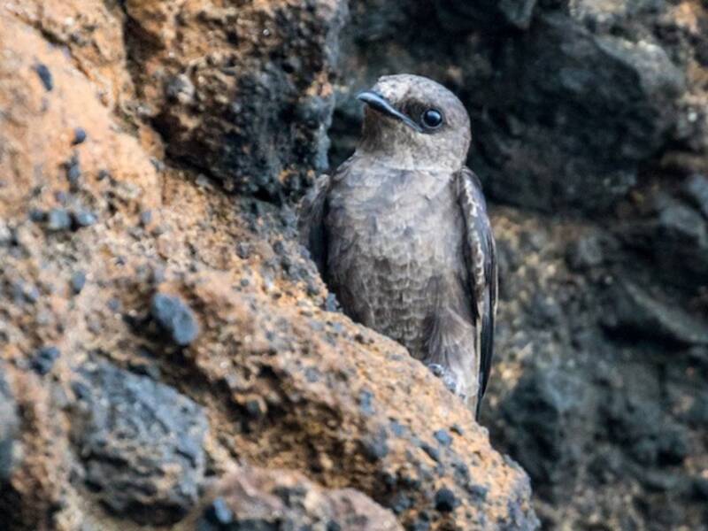 Hirondelle des Galápagos, Photos 3