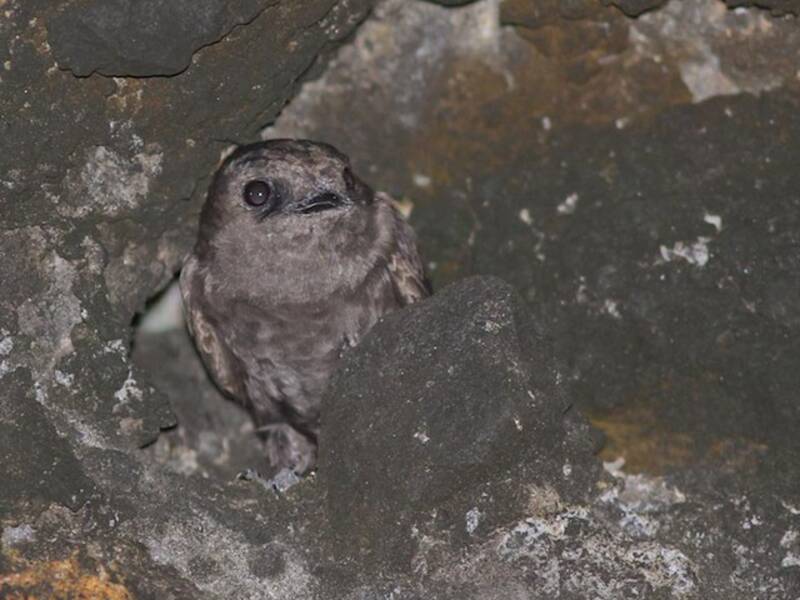 Hirondelle des Galápagos