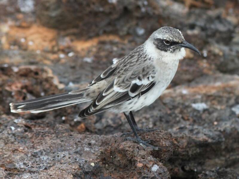 Sinsonte de Galápagos, Fotos 2
