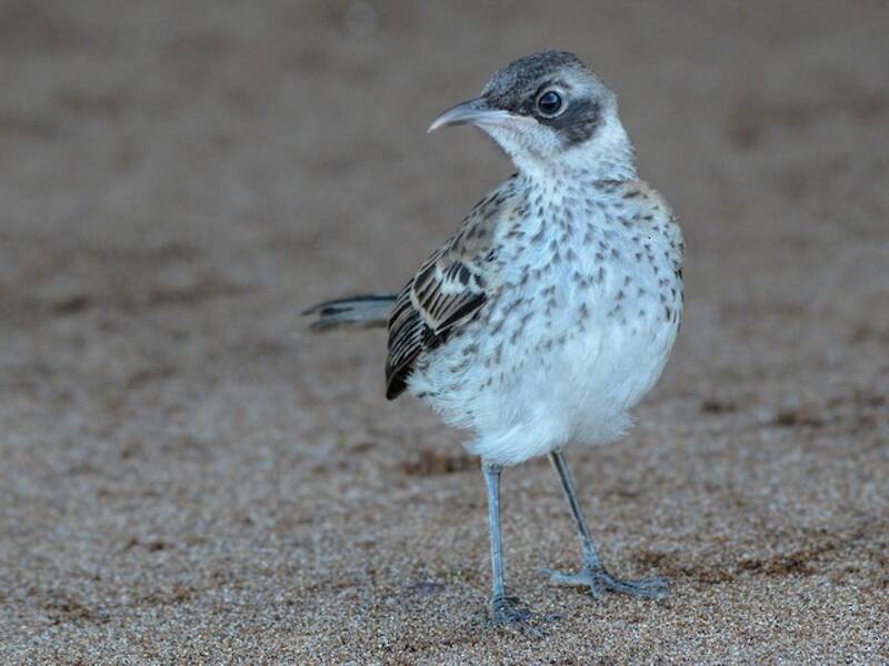 Galapagospottdrossel