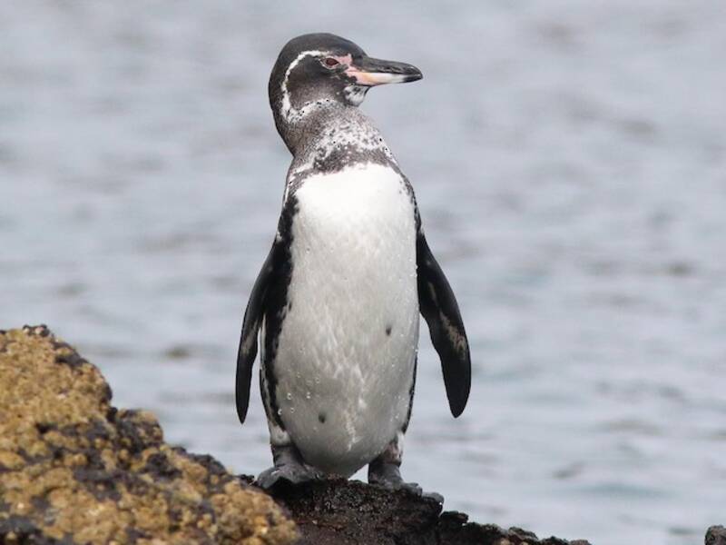 Galapagospinguin, Fotos 4