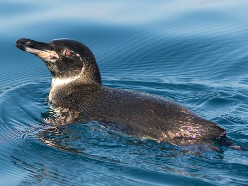 Galapagospinguin, Fotos 3