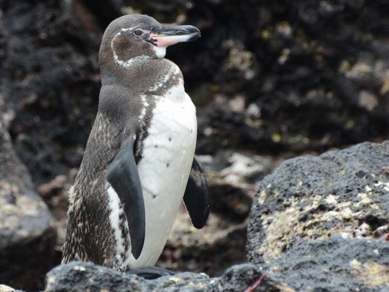 Galapagospinguin
