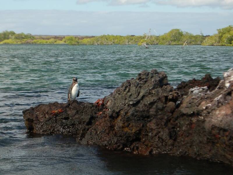 Galapagospinguin, Fotos 2