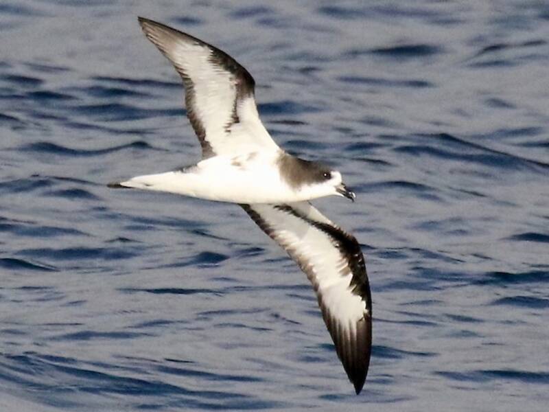 Galapagossturmvogel, Fotos 3