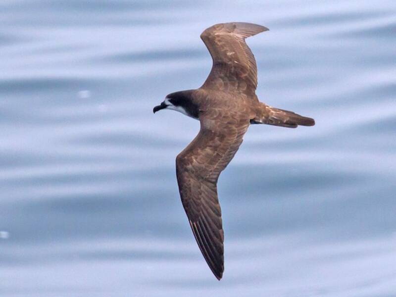 Galapagossturmvogel, Fotos 4