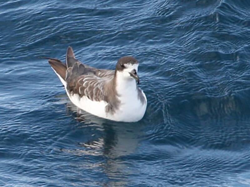 Galapagos Petrel (Pterodroma phaeopygia)