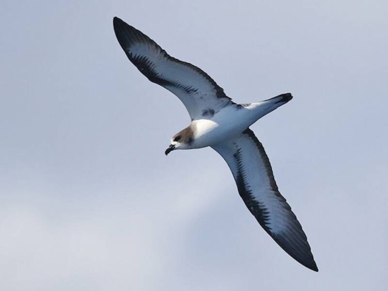 Galapagossturmvogel, Fotos 2