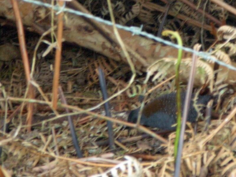 Rallo delle Galapagos, Foto 3