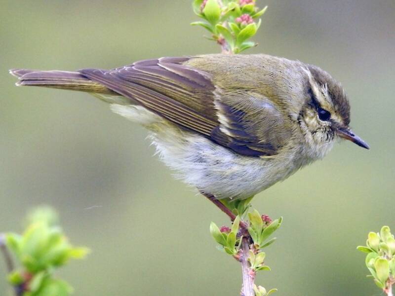 Gansu Leaf Warbler, Photos 2