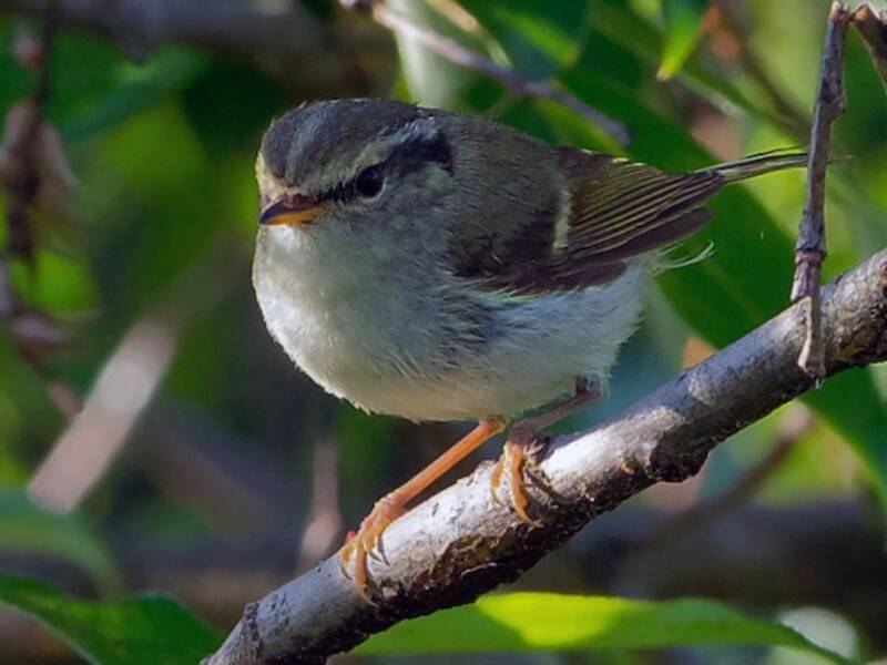 Gansu Leaf Warbler, Photos 3