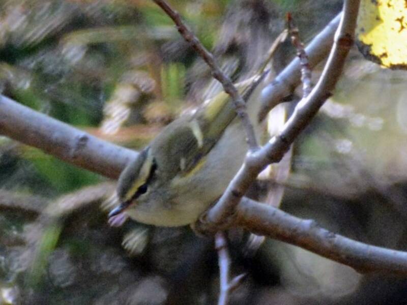 Gansu Leaf Warbler, Photos 4