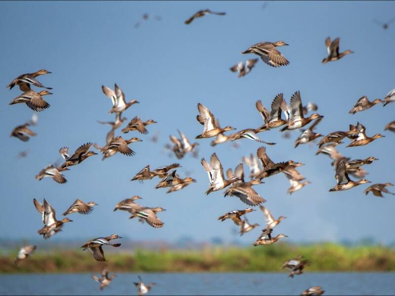Garganey