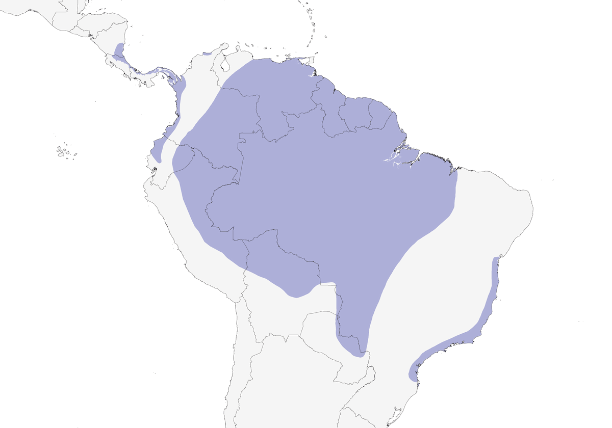 Martín pescador verde y rufo, Distribución 1