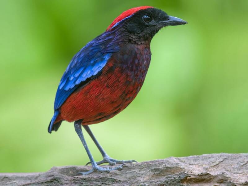 Garnet Pitta, 照片 2