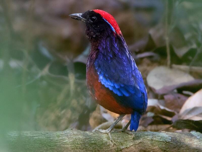 Garnet Pitta, 照片 3